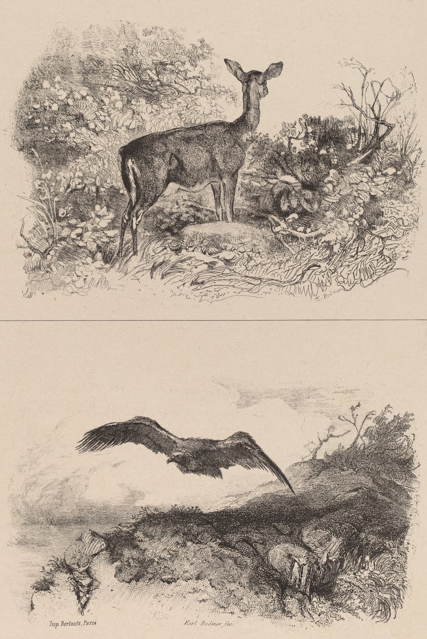 Doe, Ørn. af Karl Bodmer
