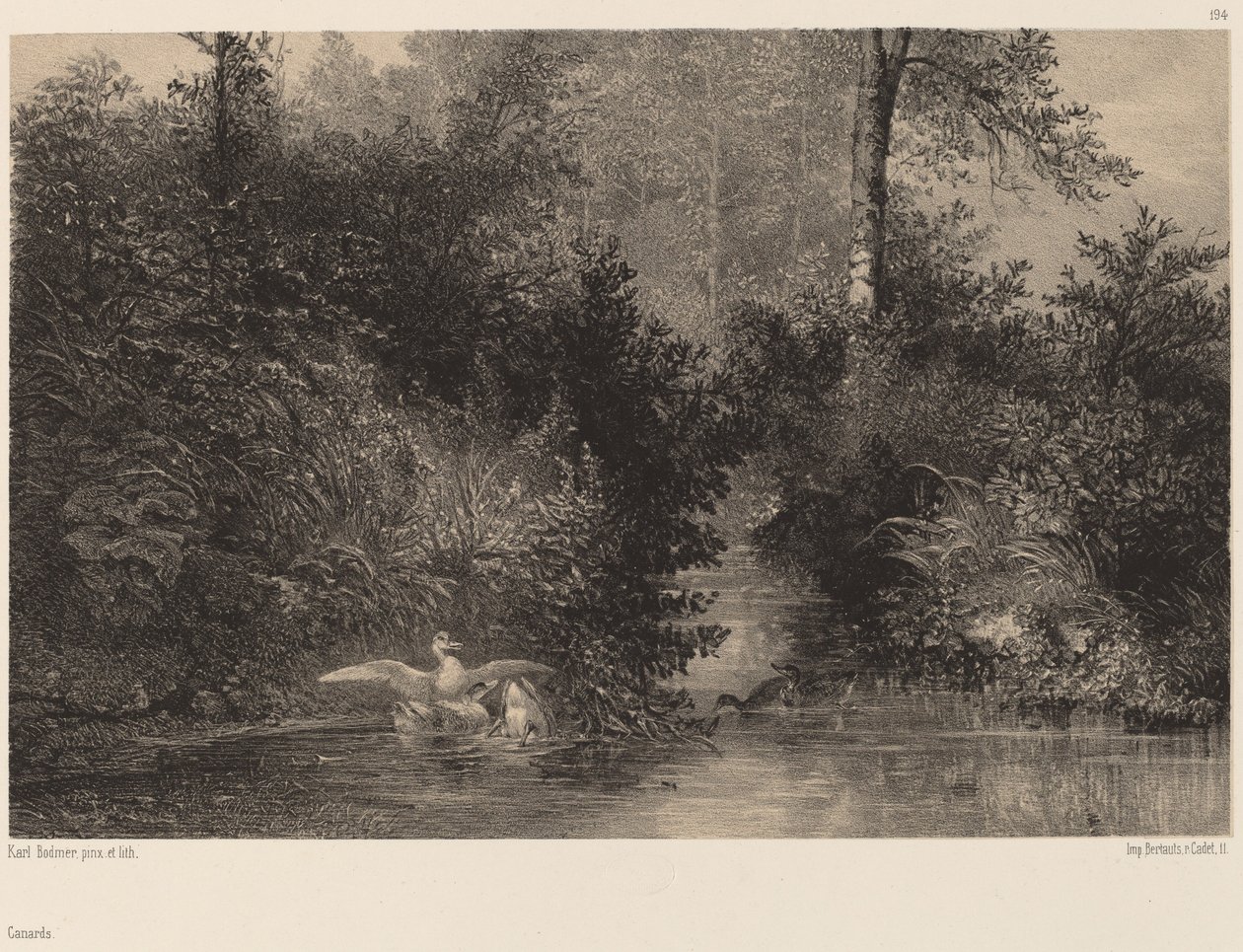 Ænder af Karl Bodmer