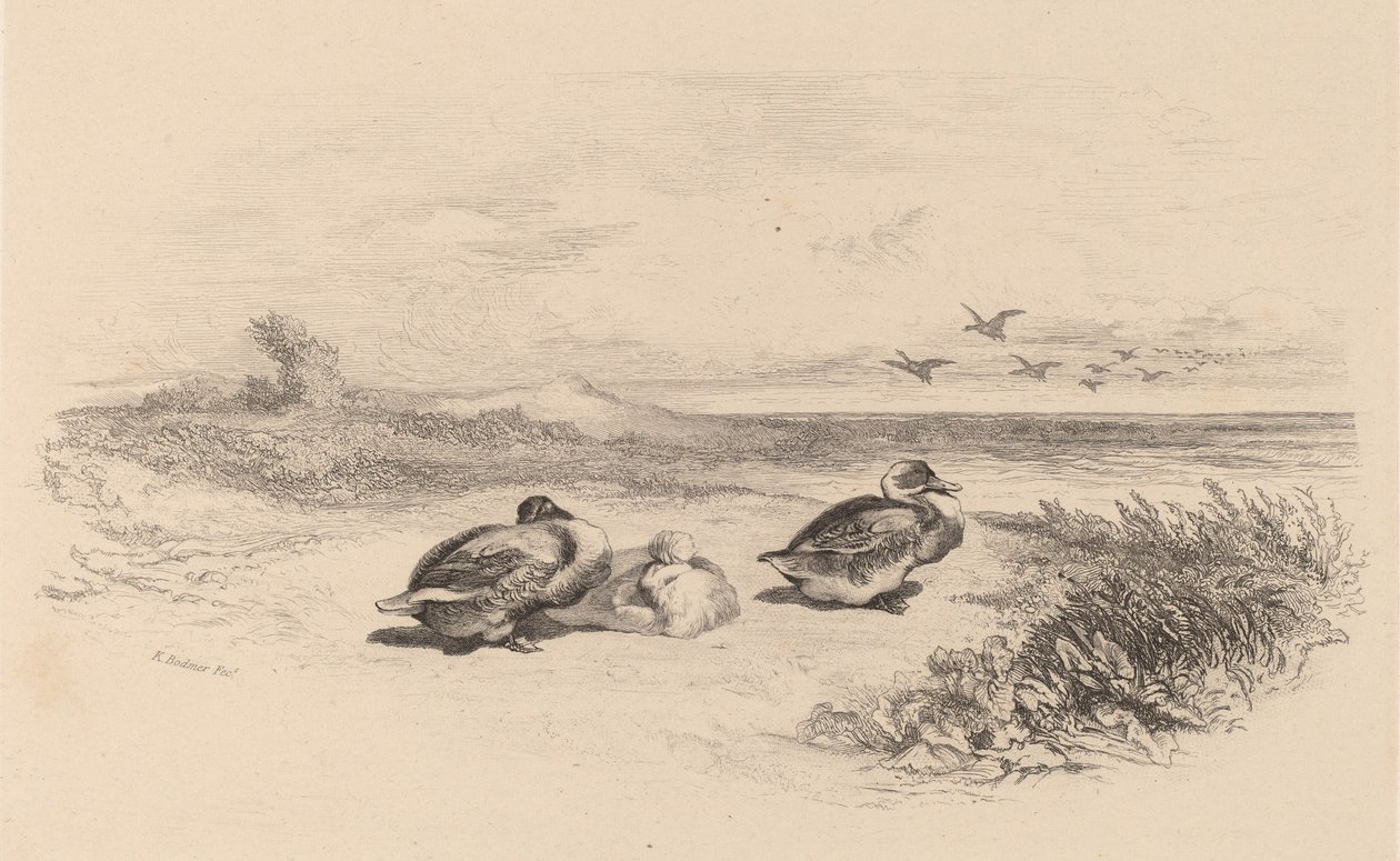 Vildænder. af Karl Bodmer