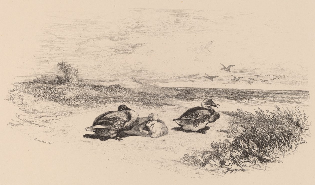 Vildænder. af Karl Bodmer