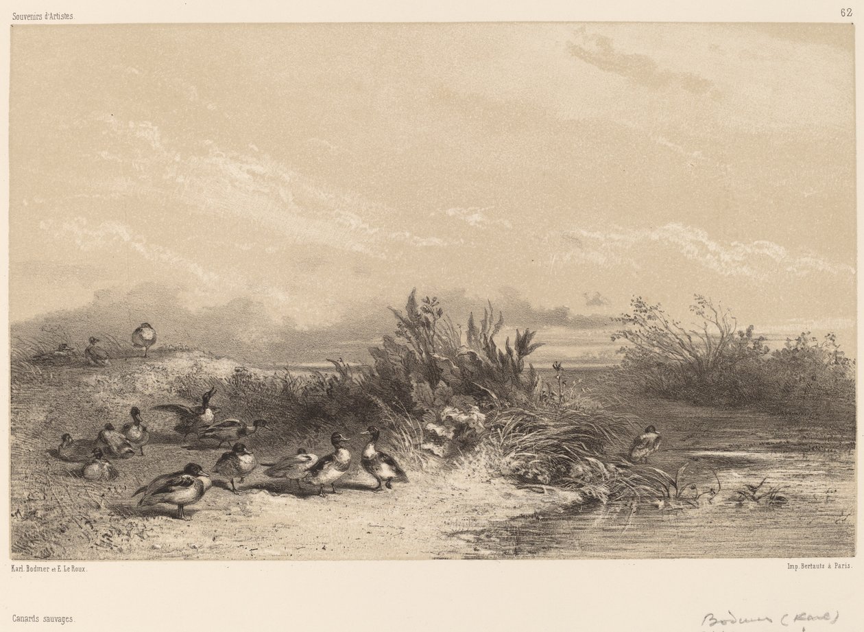 Vildænder af Karl Bodmer
