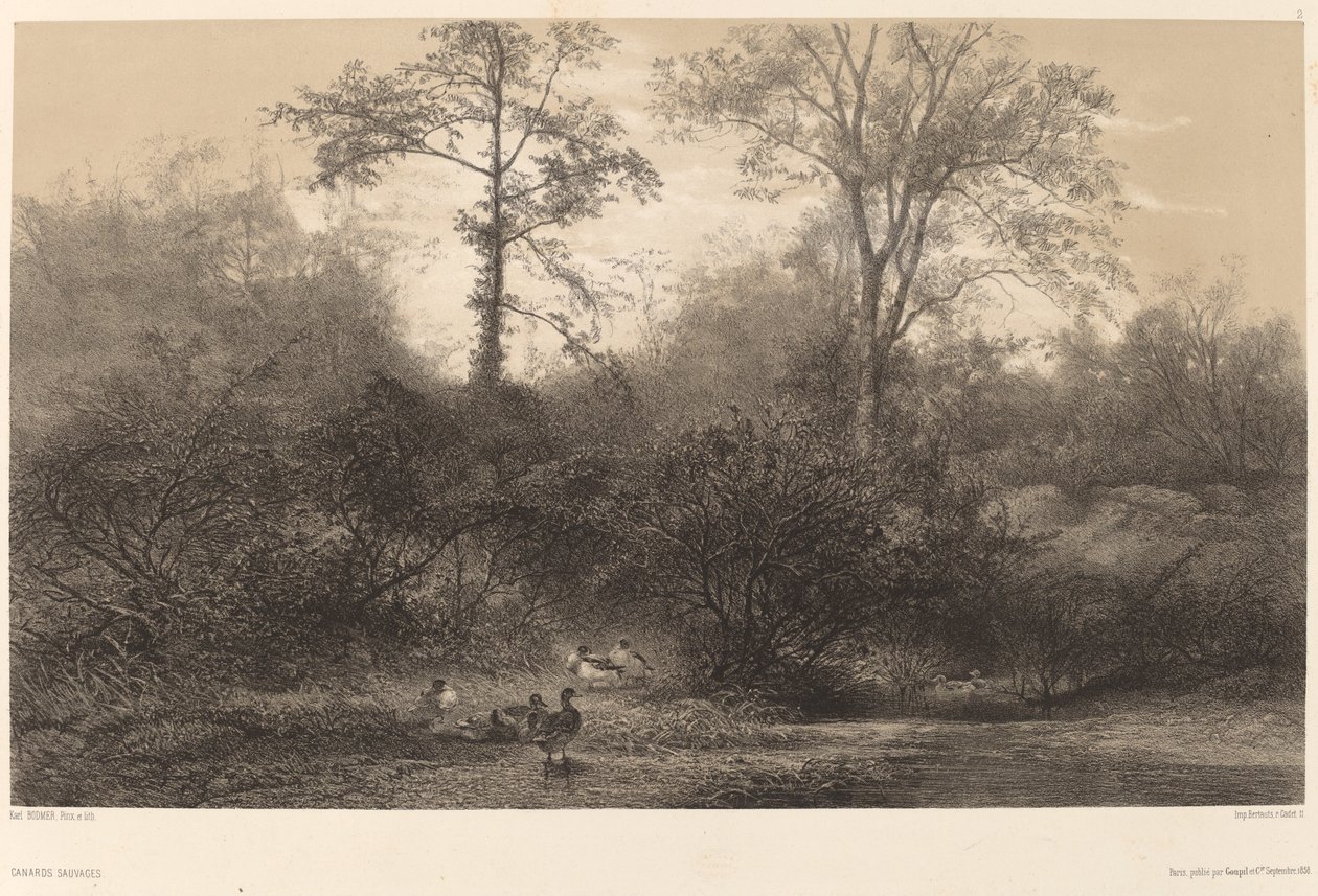 Vildænder af Karl Bodmer