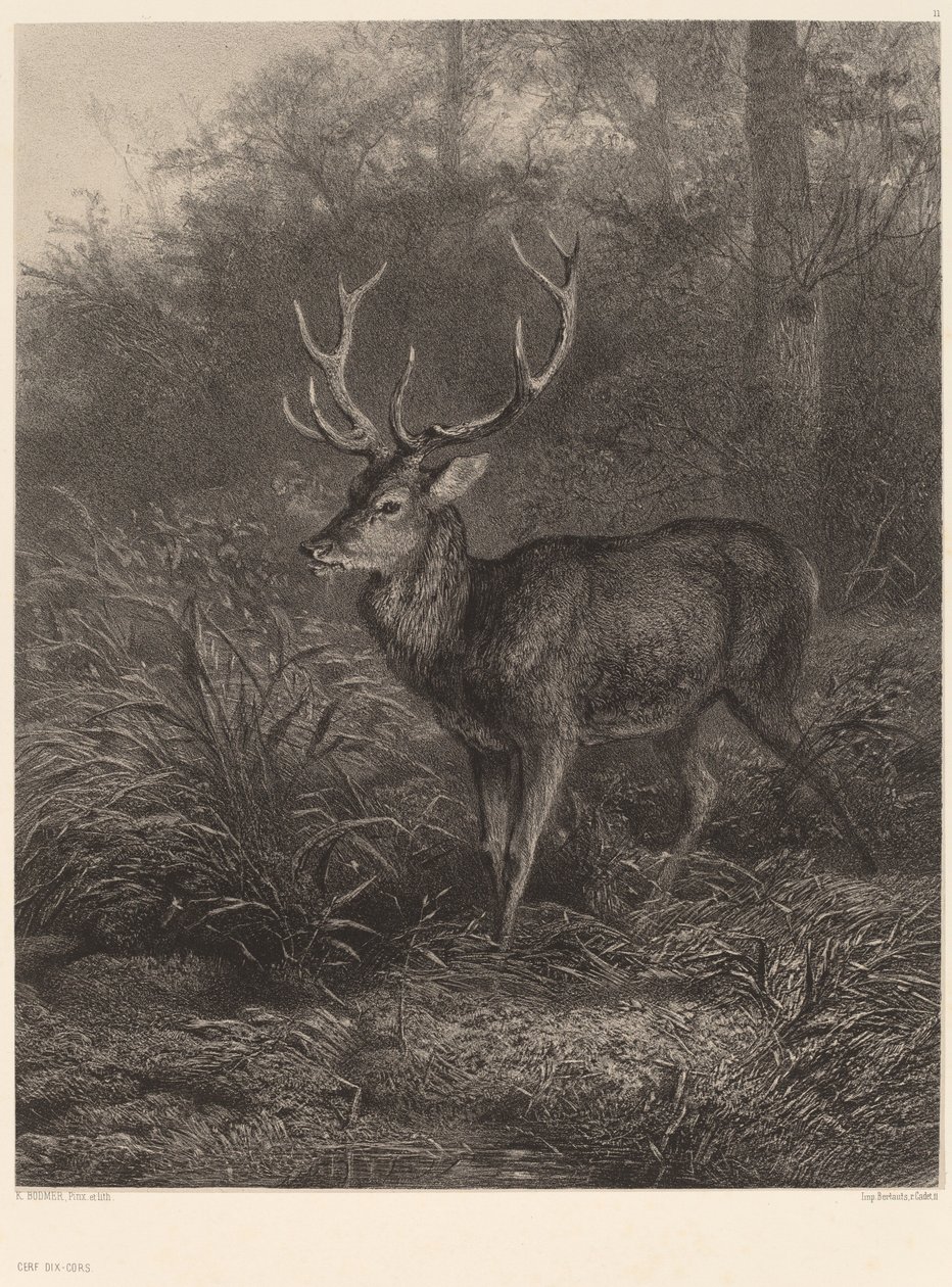Cerf Dix-Cors af Karl Bodmer