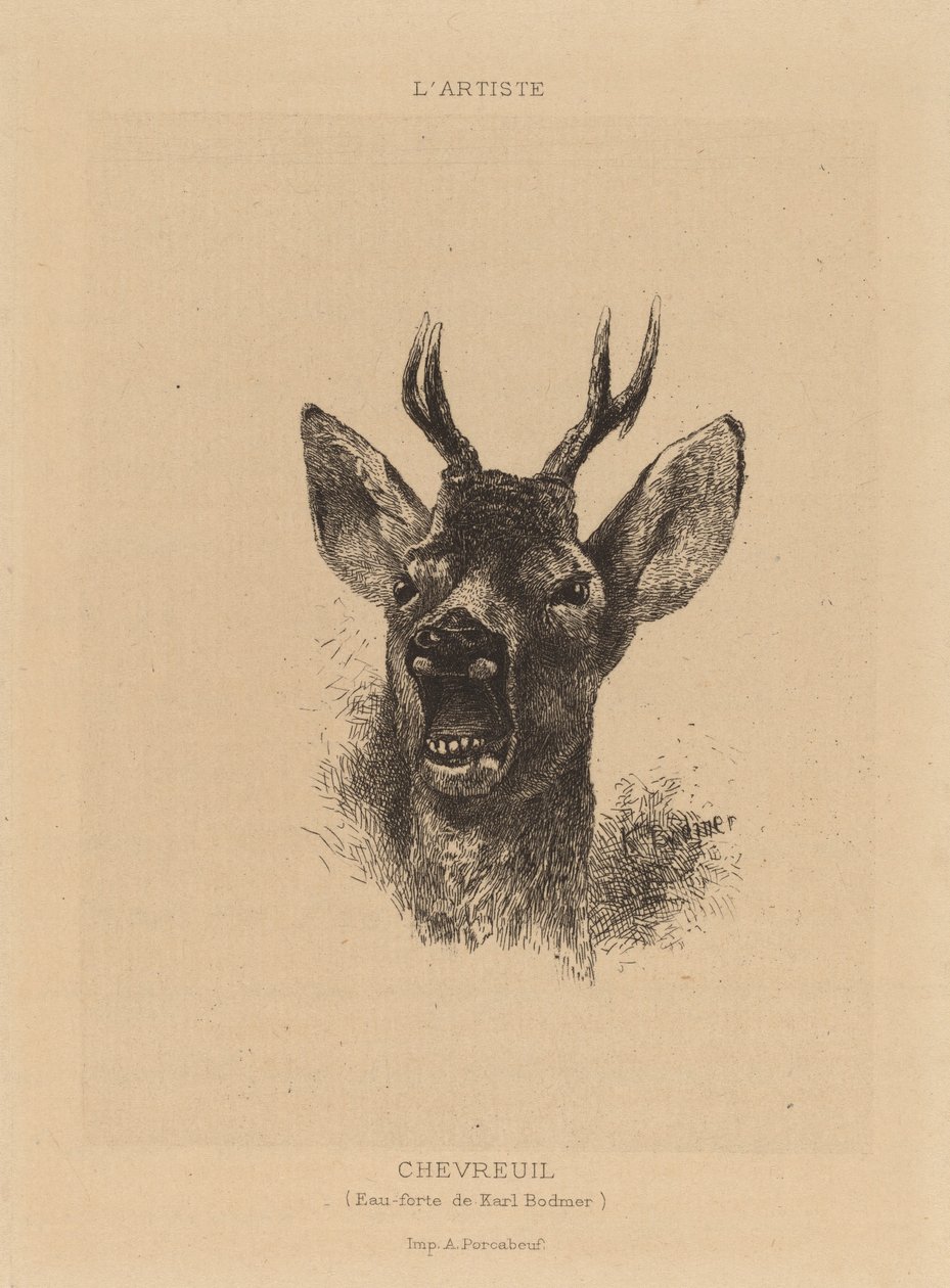hjort af Karl Bodmer