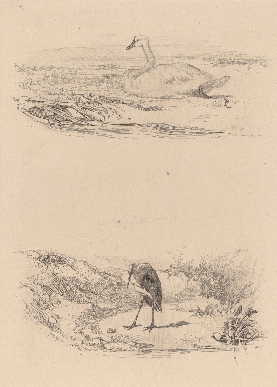 Svane, hejre. af Karl Bodmer