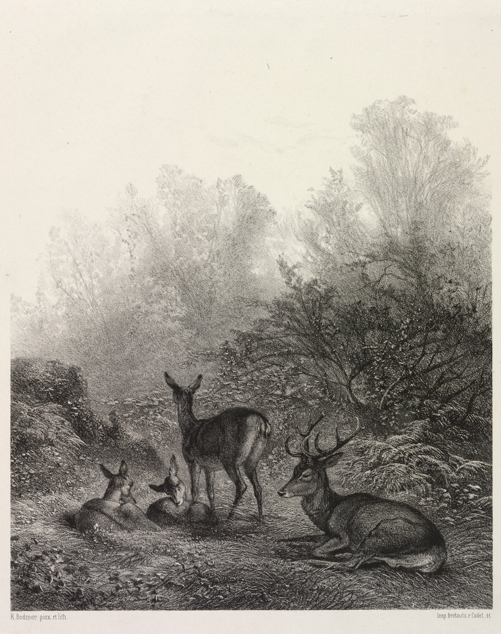 Hjorte i hvile af Karl Bodmer