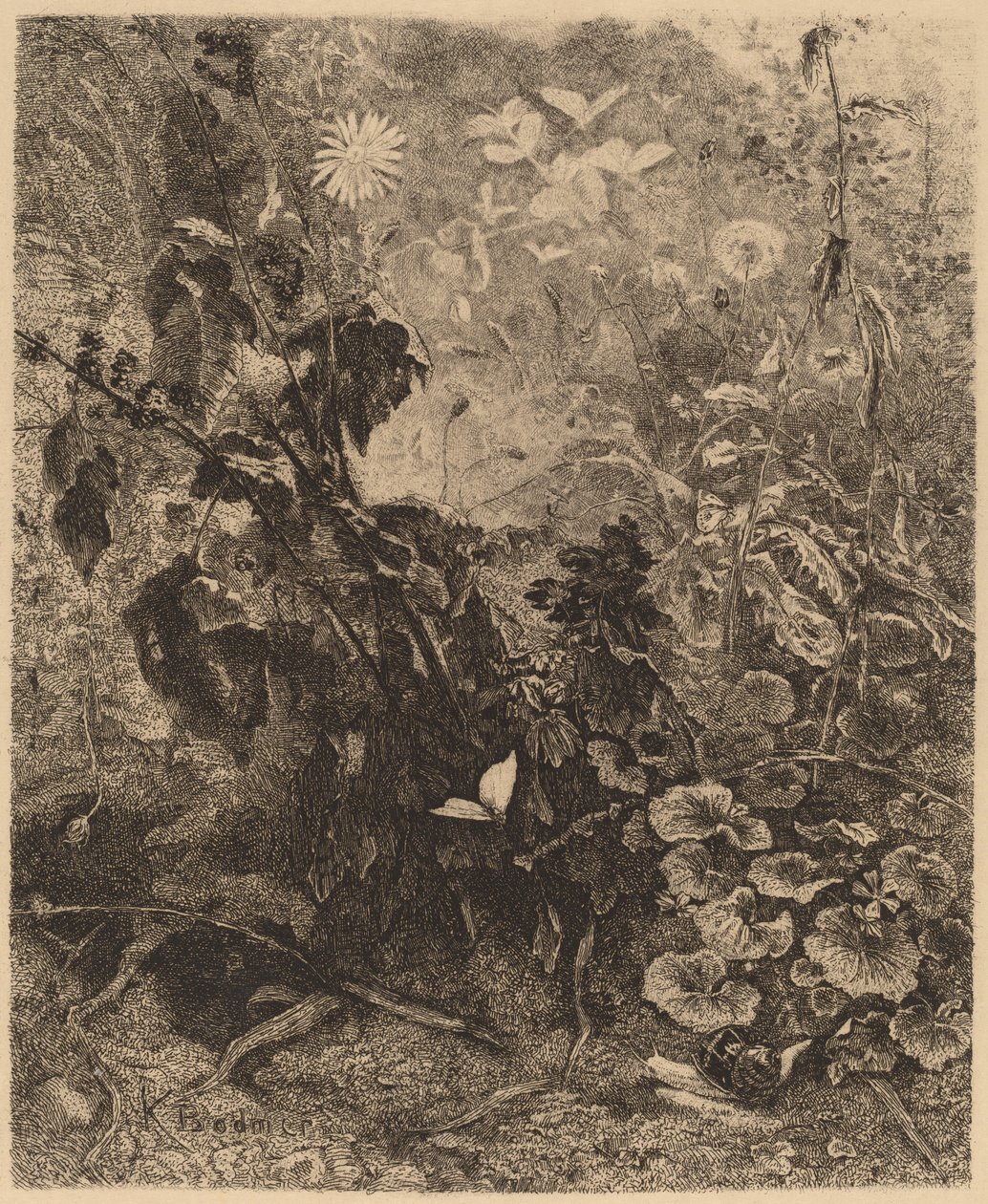 Snegle og sommerfugle. af Karl Bodmer