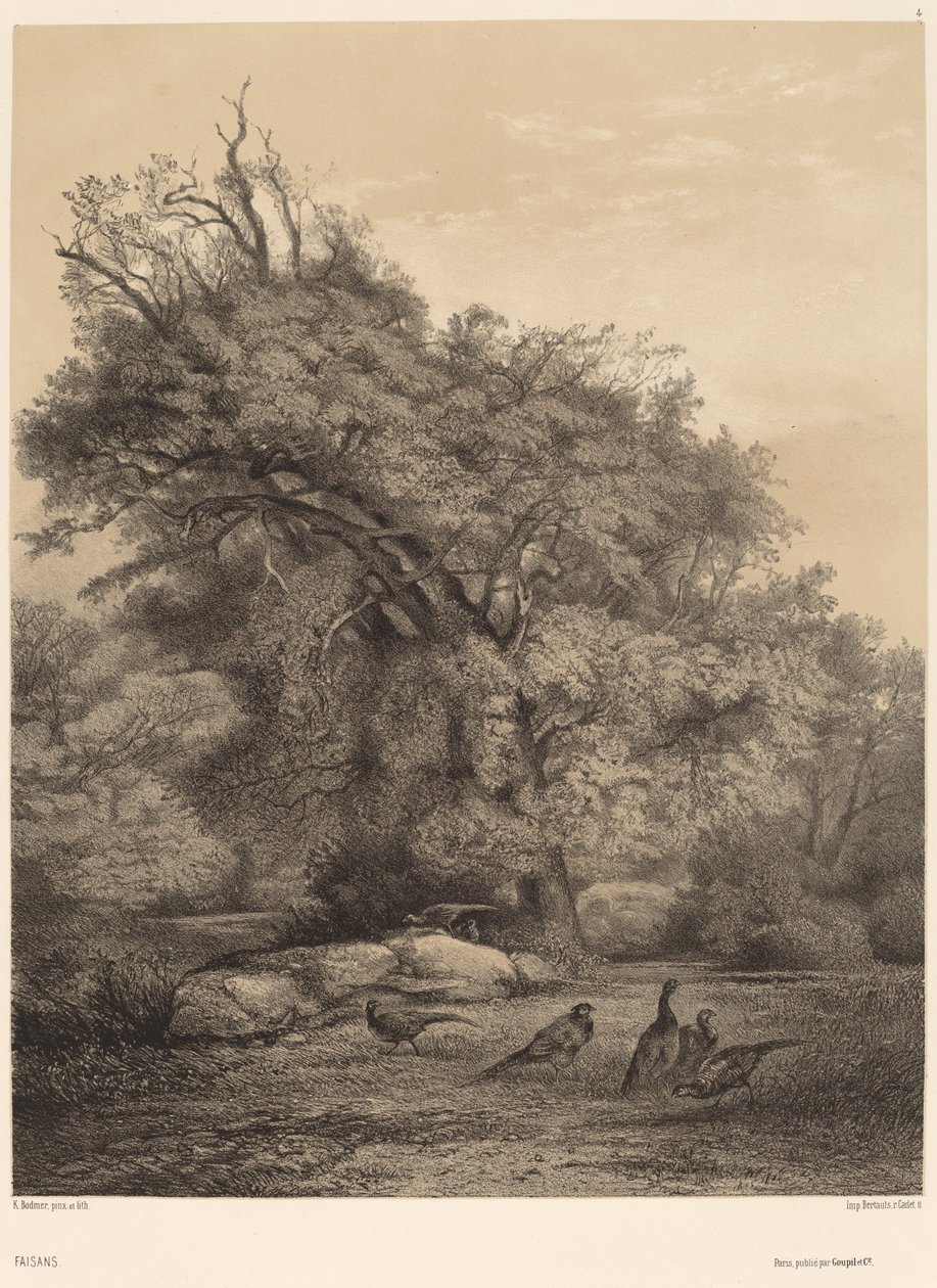 Fasaner. af Karl Bodmer