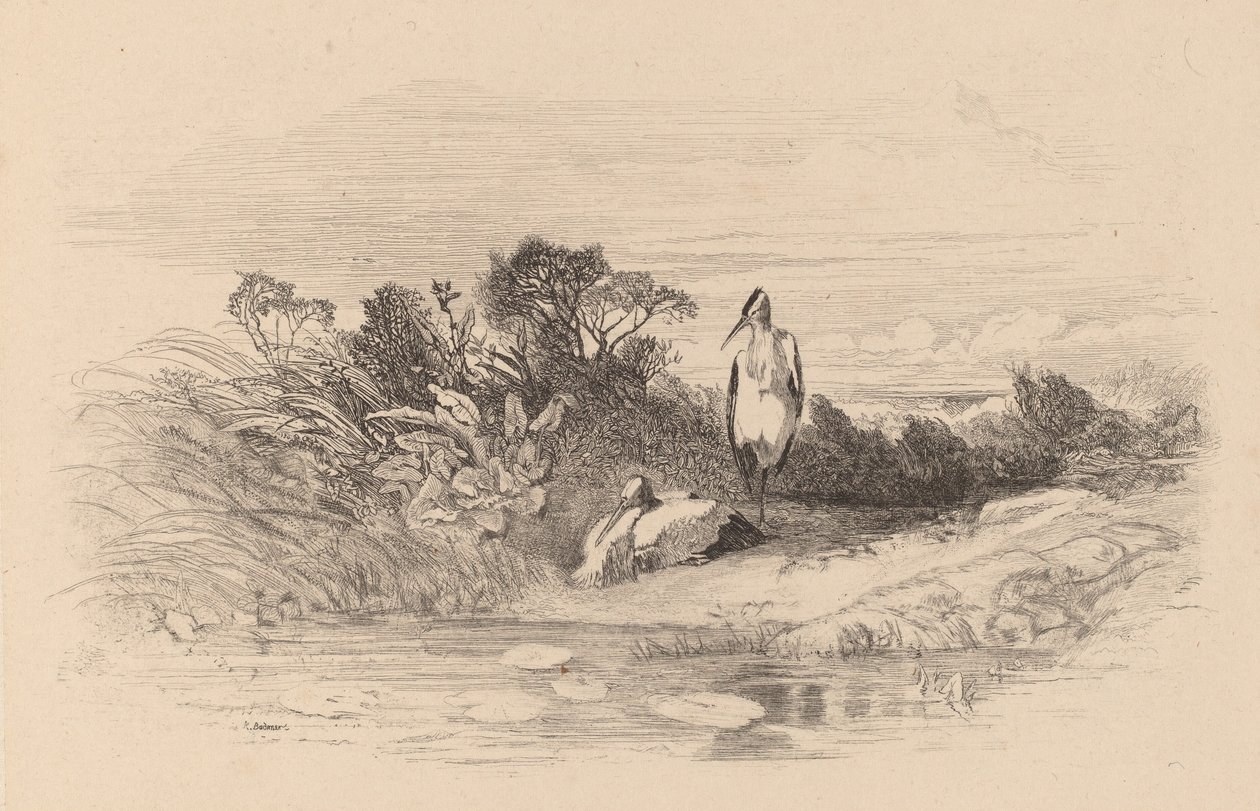 Hejrer. af Karl Bodmer
