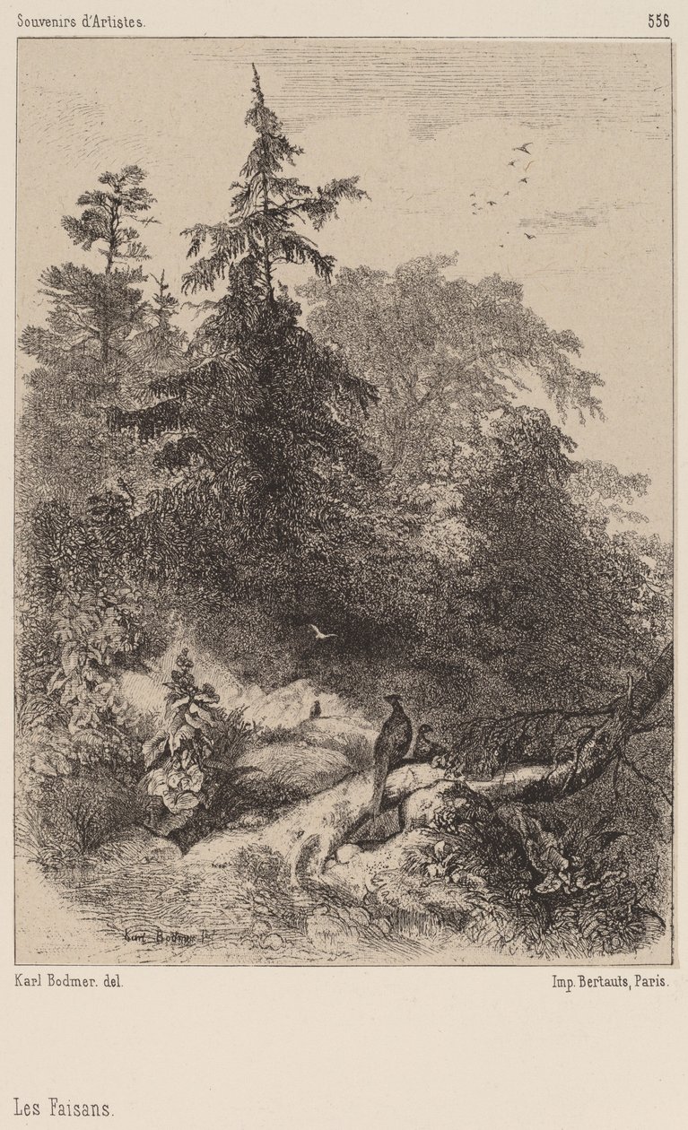 Fasanerne. af Karl Bodmer