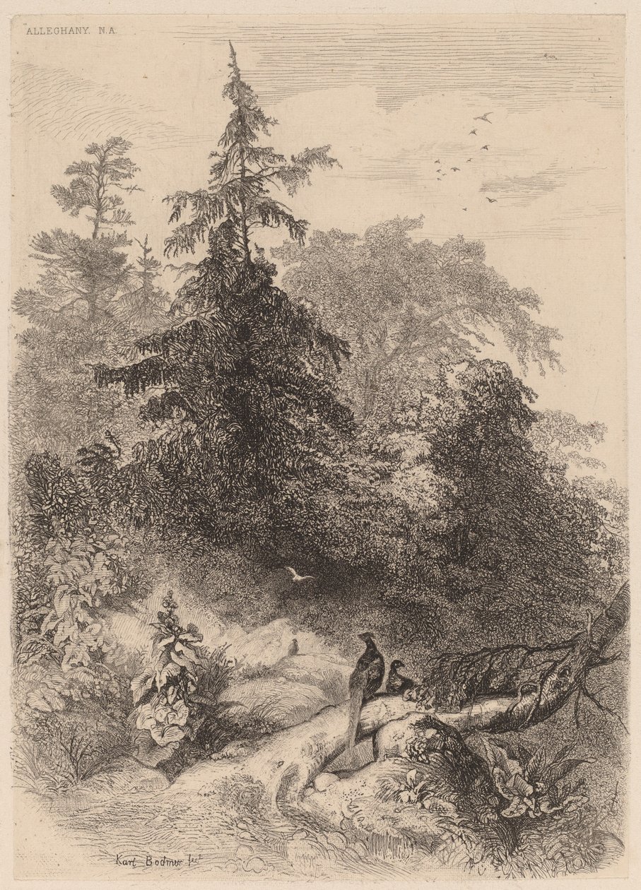 Fasaner af Karl Bodmer