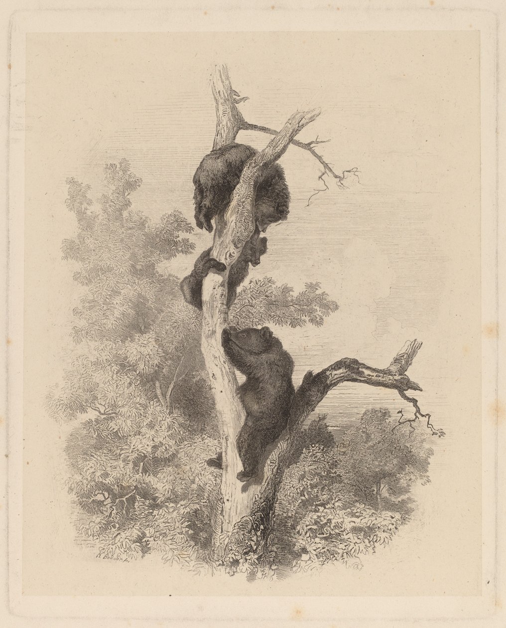 Les Ours (bjørnene) af Karl Bodmer