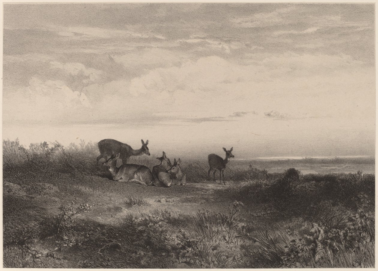 Hinderne. af Karl Bodmer