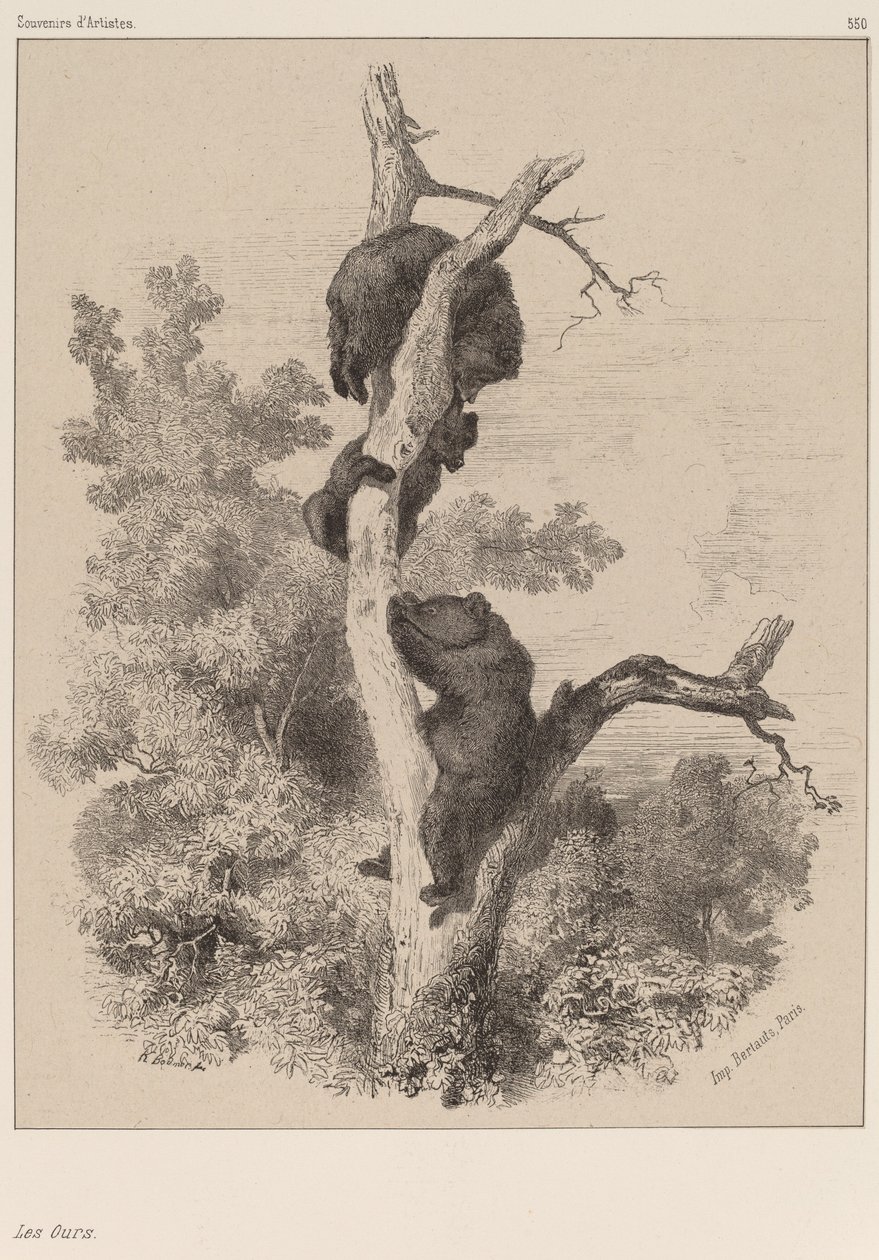 Bjørnene. af Karl Bodmer