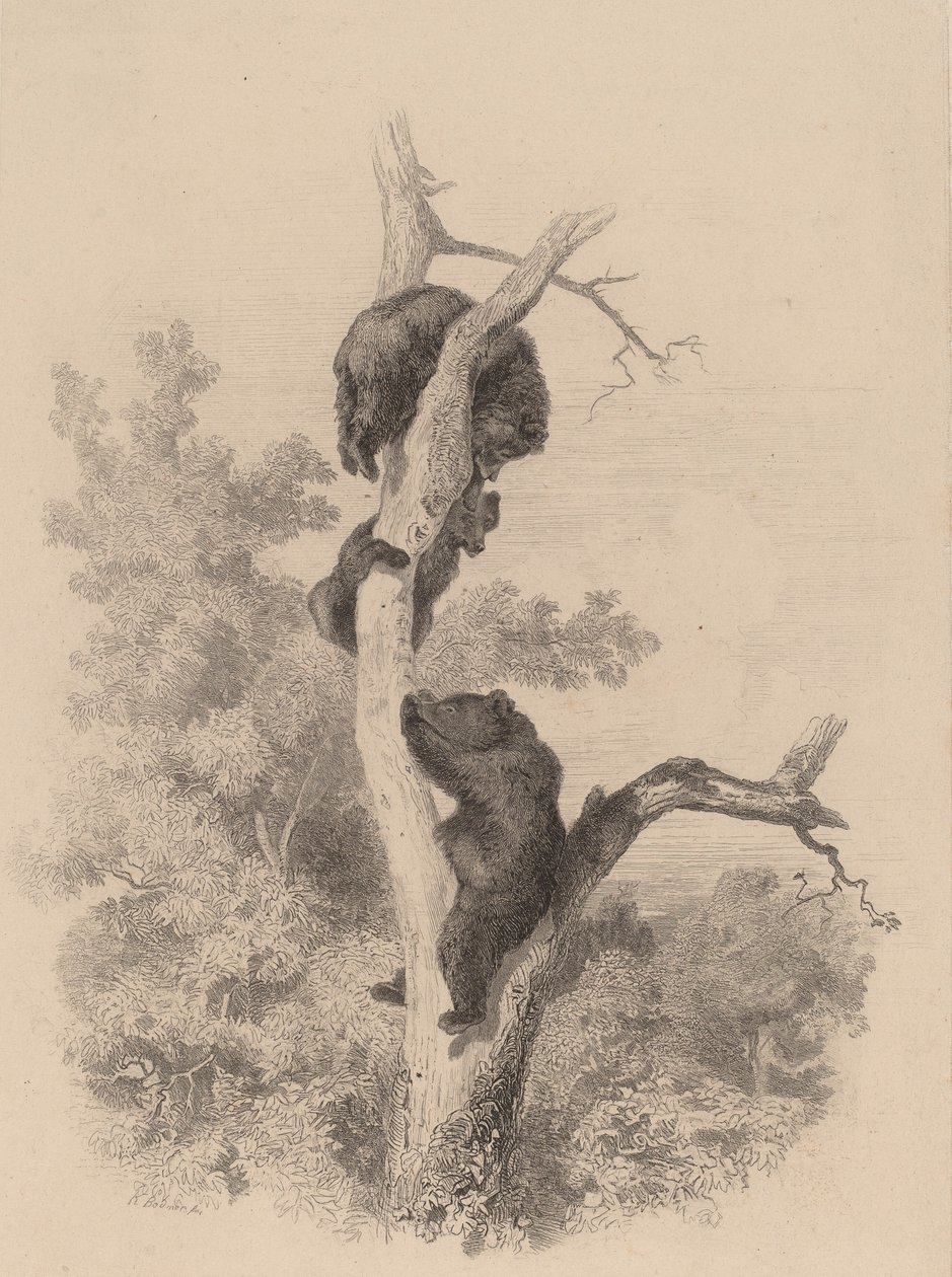 Bjørnene. af Karl Bodmer