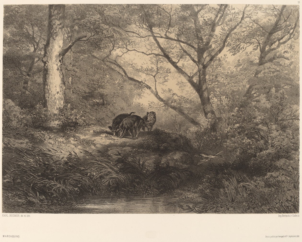 Marcassins. af Karl Bodmer