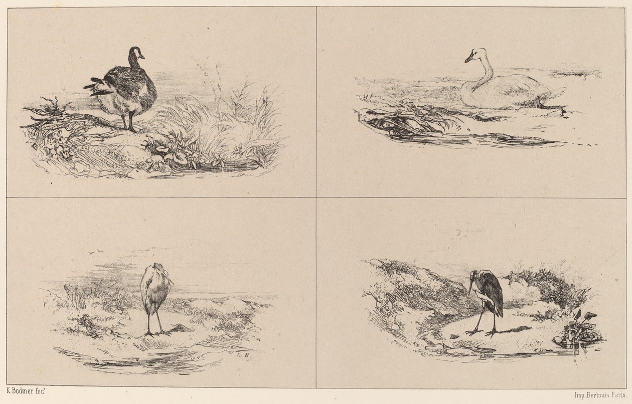 Gæs, svaner, hejrer. af Karl Bodmer