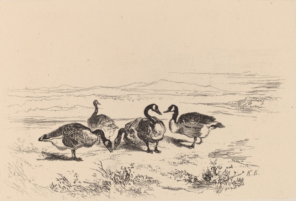 Bramgæs. af Karl Bodmer