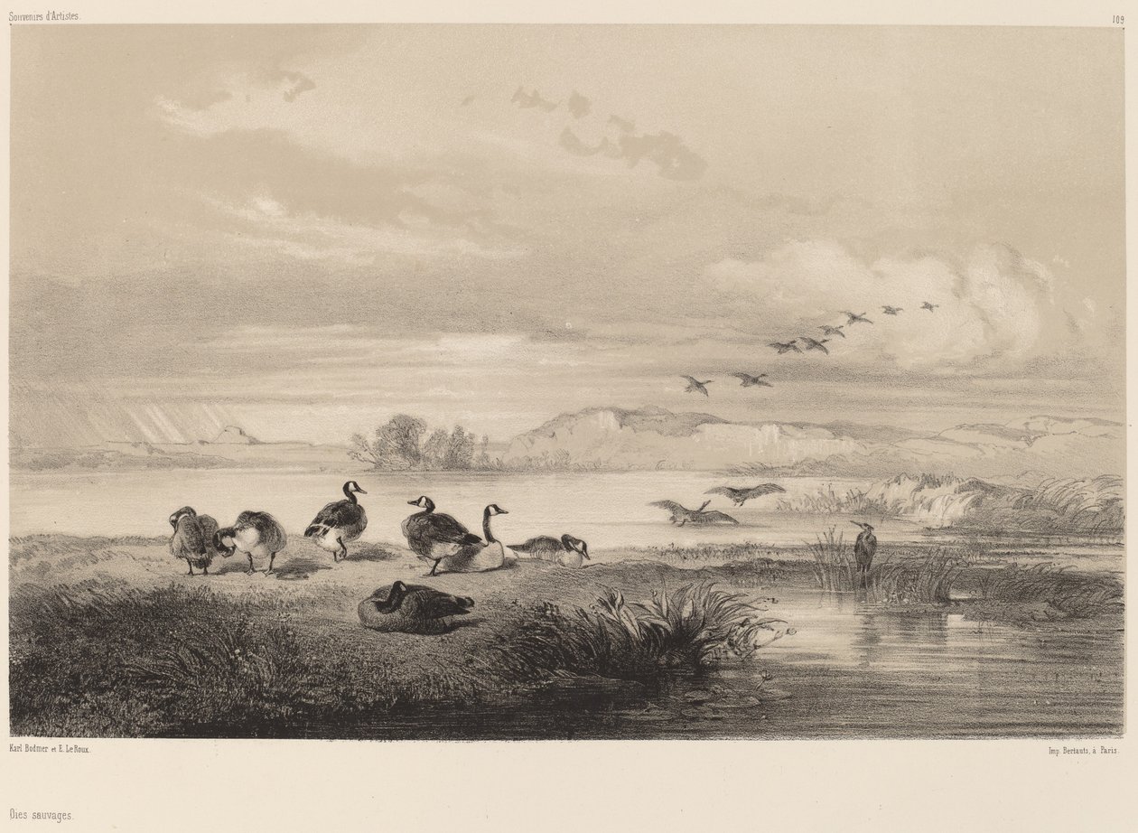 vilde gæs af Karl Bodmer