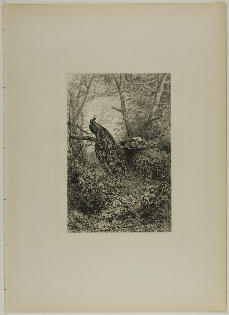 Påfugle på en gren af Karl Bodmer