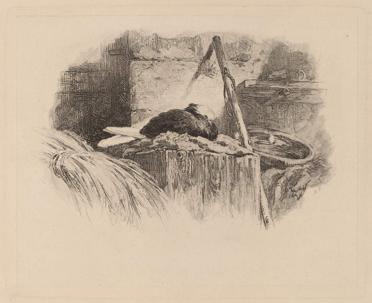 due på en rede af Karl Bodmer