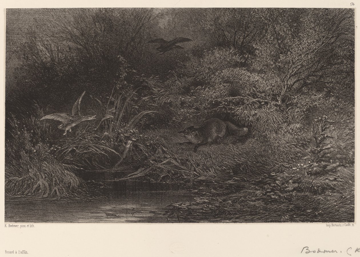 Ræv på jagt af Karl Bodmer