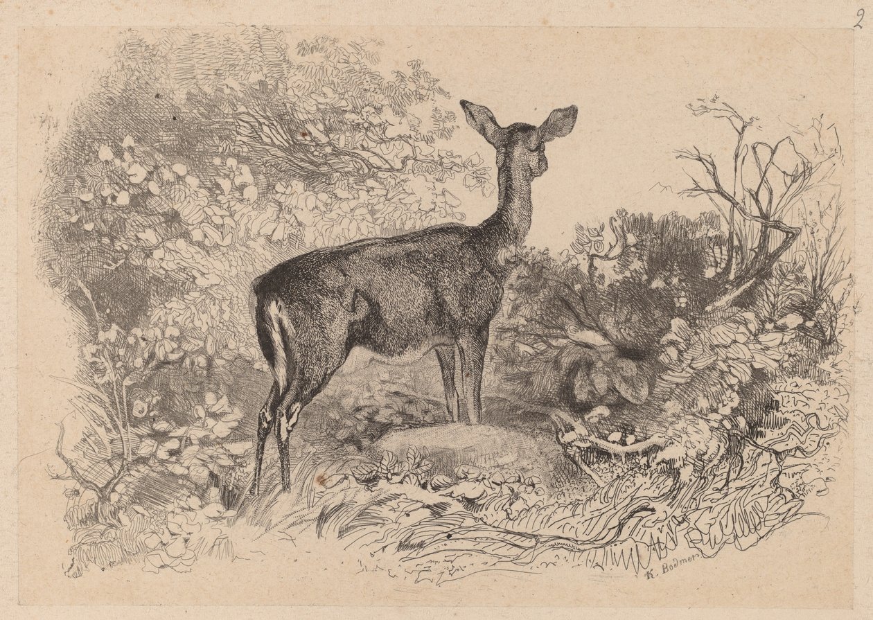 En dåe af Karl Bodmer