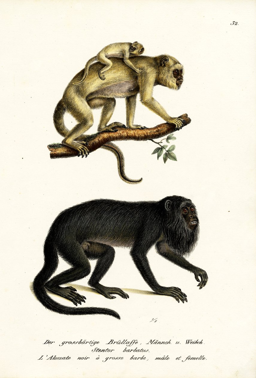 Black Howler Monkeys, 1824 af Karl Joseph Brodtmann