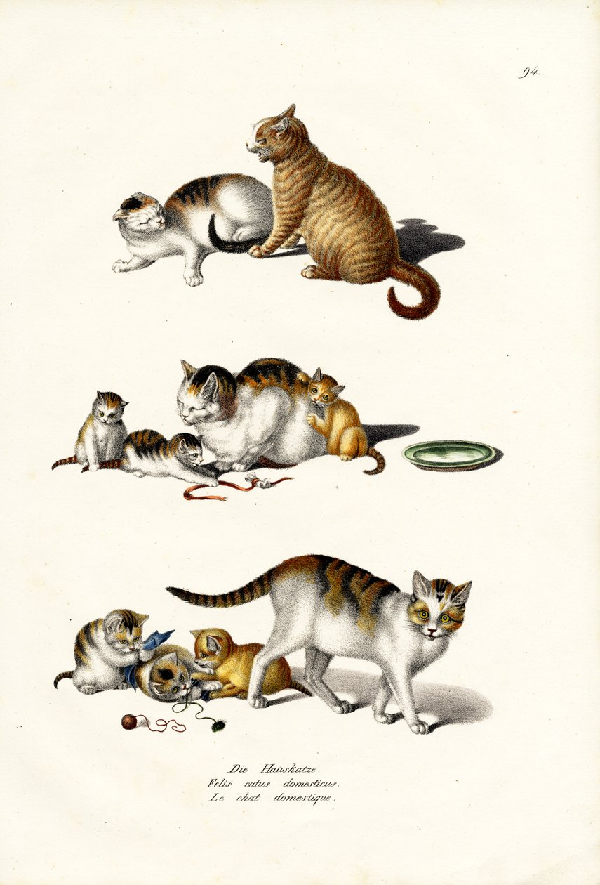 Huskatte, 1824 af Karl Joseph Brodtmann