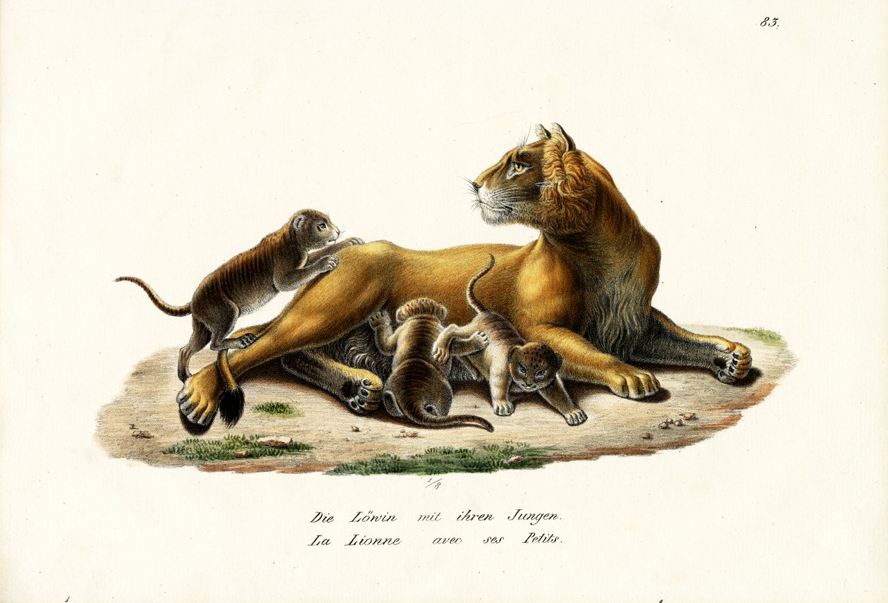 Løvinde med unger, 1824 af Karl Joseph Brodtmann