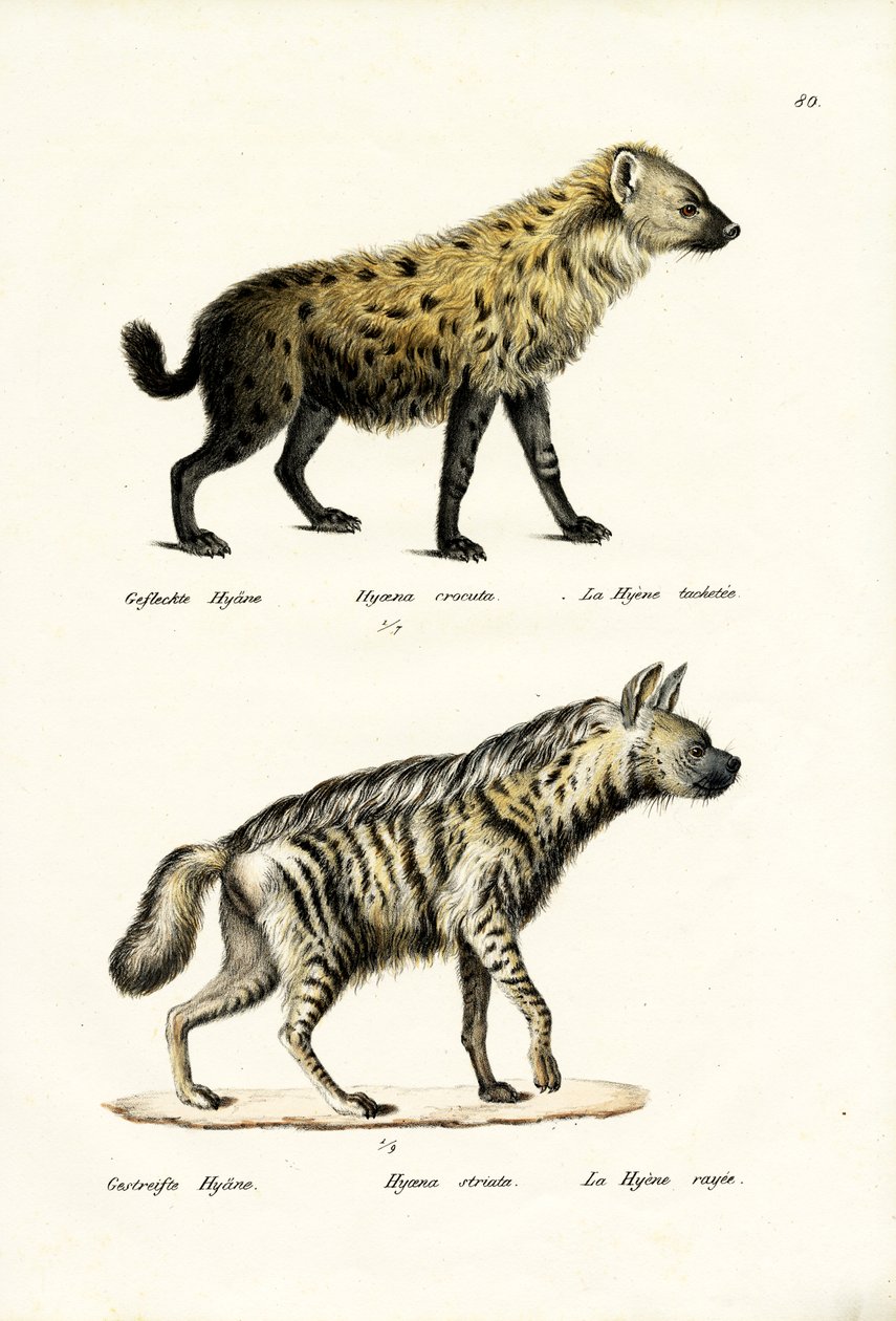 Plettet Hyaena, 1824 af Karl Joseph Brodtmann