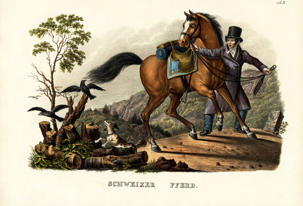 Schweizisk hest, 1824 af Karl Joseph Brodtmann