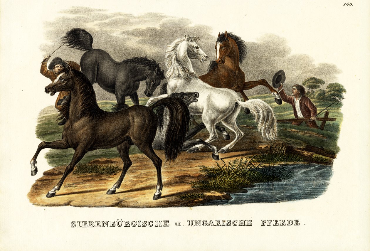 Transsylvanske og ungarske heste, 1824 af Karl Joseph Brodtmann