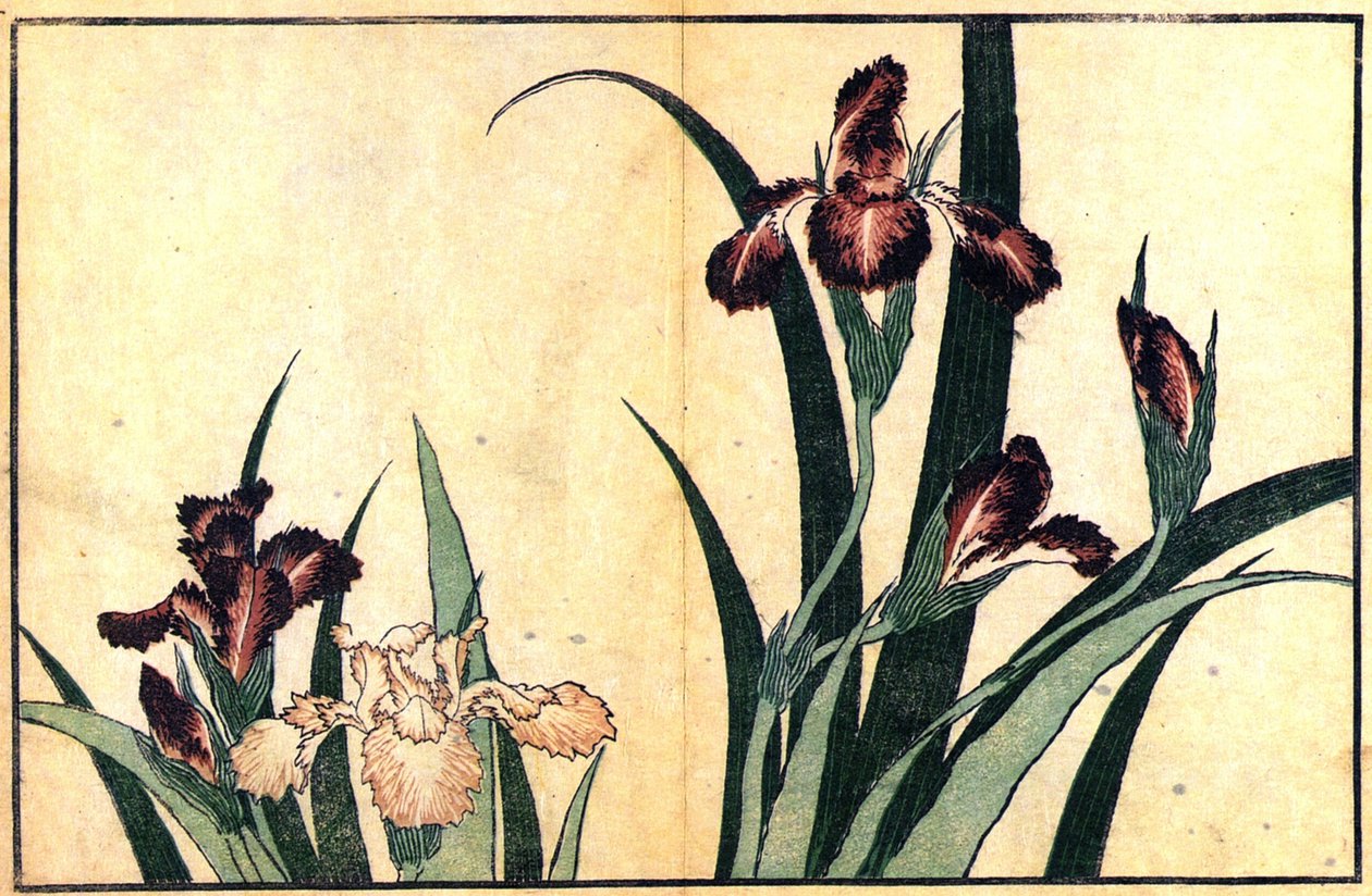 Iriser af Katsushika Hokusai