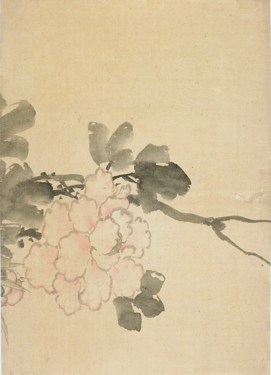 Pæon, slutningen af det 18.-begyndelsen af det 19. århundrede. af Katsushika Hokusai