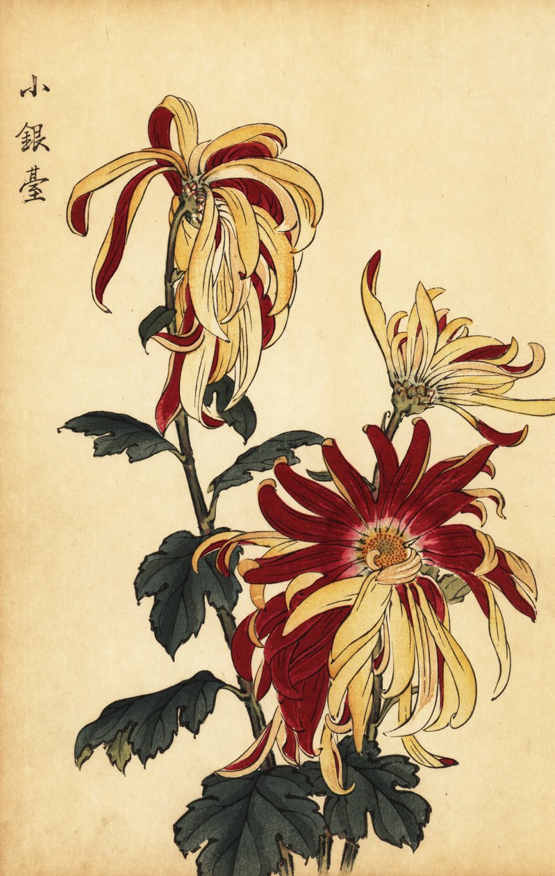 Hybrid gul og crimson krysantemum., 1893 (gravering) af Keika Hasegawa