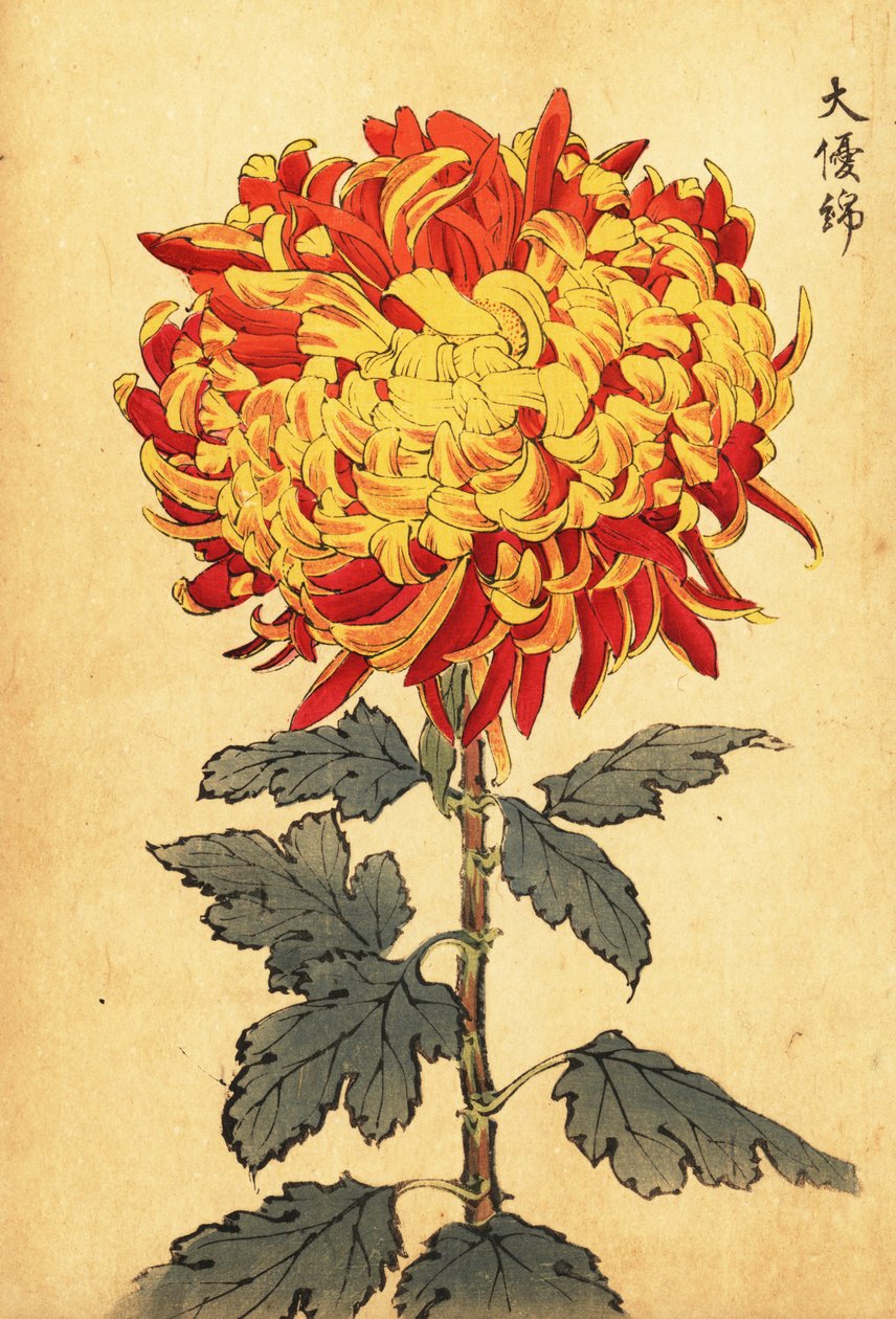 Hybrid gul og skarlagen pompon krysantemum., 1893 (gravering) af Keika Hasegawa