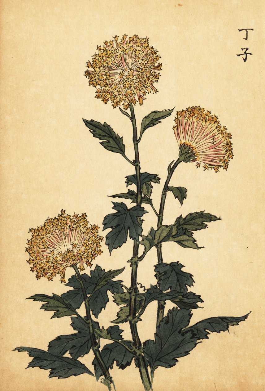 Hybrid gul krysantemum., 1893 (gravering) af Keika Hasegawa