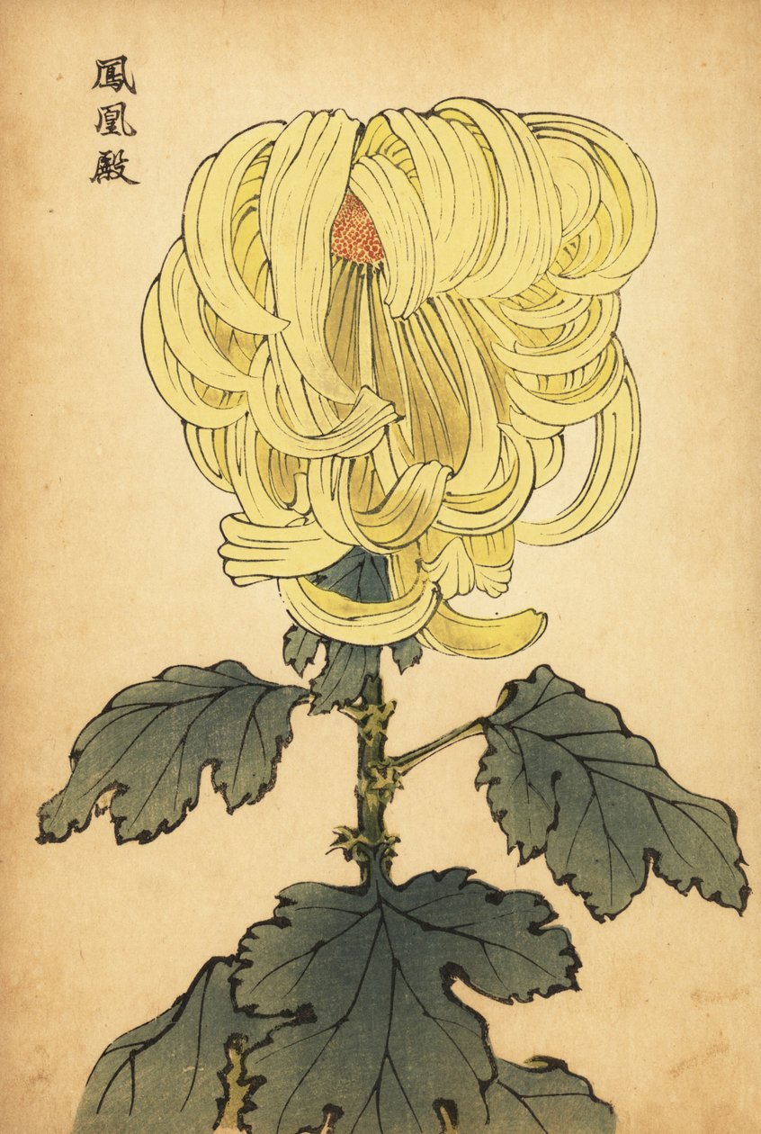 Hybrid gul incurve krysantemum., 1893 (gravering) af Keika Hasegawa