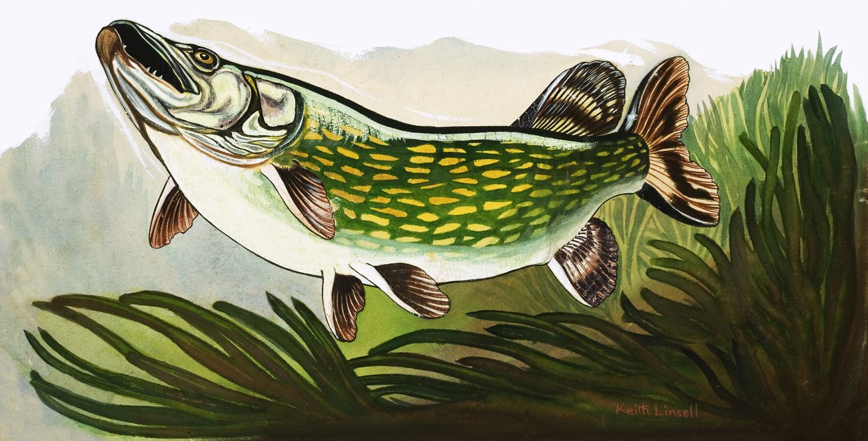 Lad os tage på fisketur: Gedden af Keith Linsell