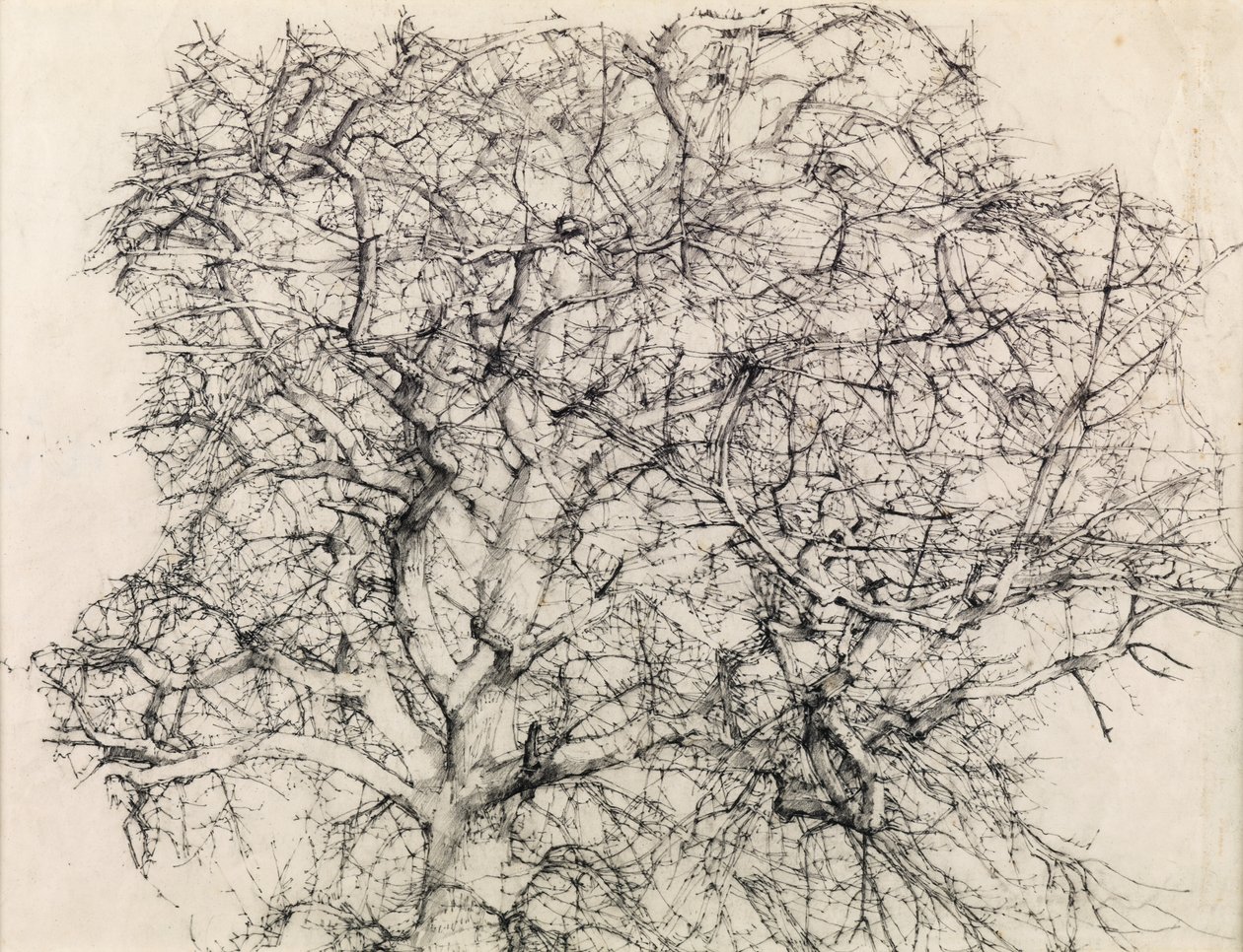 Studie af et træ (blyant) af Kenneth Newton