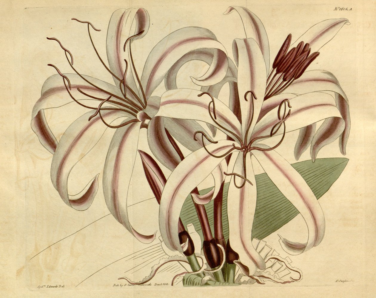 Crinum elskelig af Ker Gawler