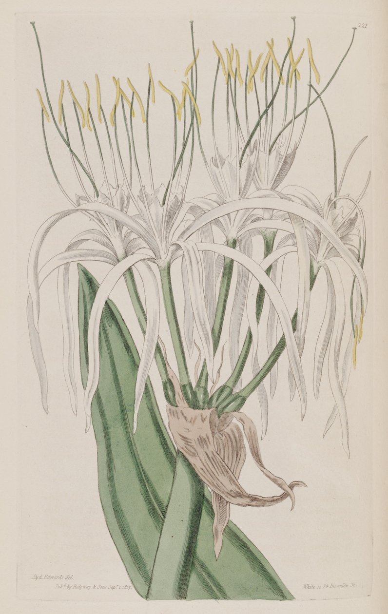 Hymenocallis caribaea af Ker Gawler