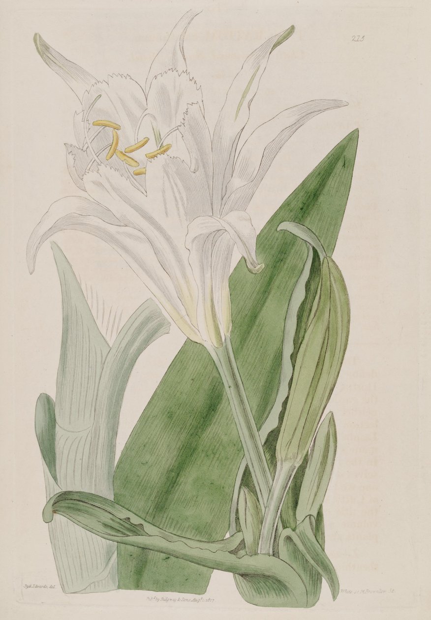 Ismene narcissiflora af Ker Gawler