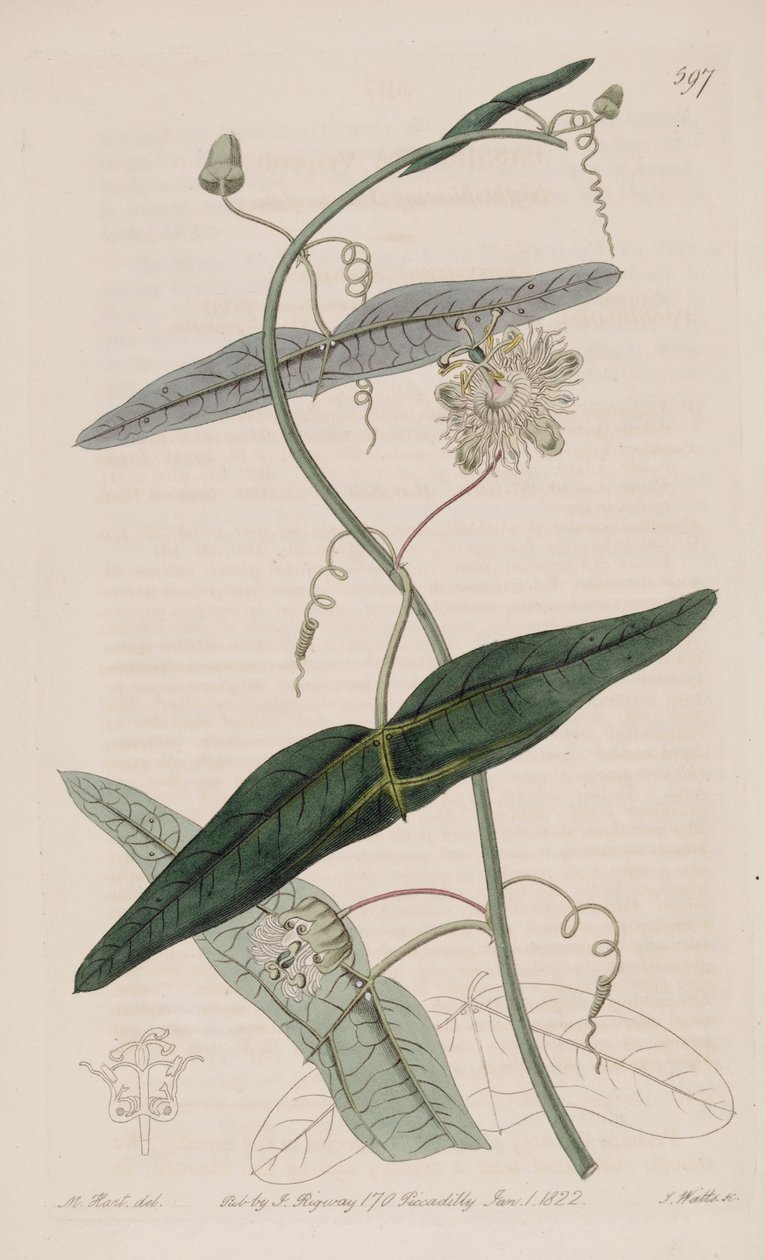Passiflora misera, fra Passiflora vespertilio Ker Gawl., Bot. Reg. 7 af Ker Gawler
