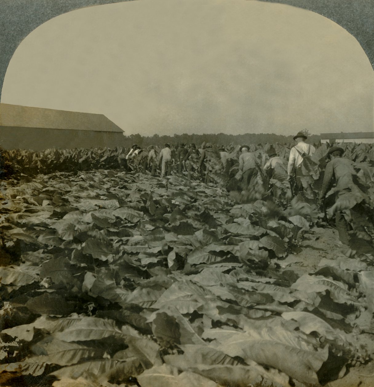 Cutting Tobacco, Kentucky, U.S.A., 1904. af Keystone View Company