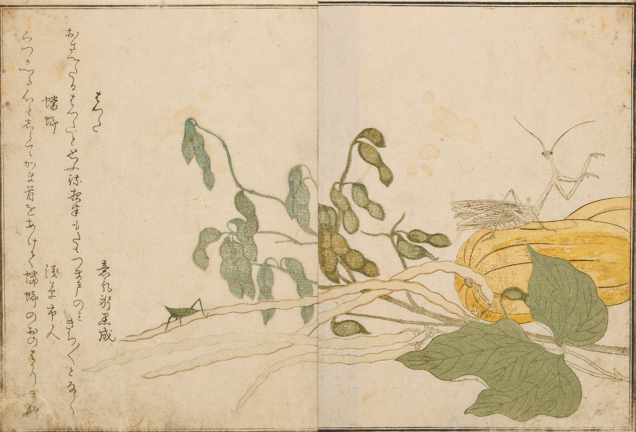 Græshoppe og mantis, 1788 (træblok) af Kitagawa Utamaro