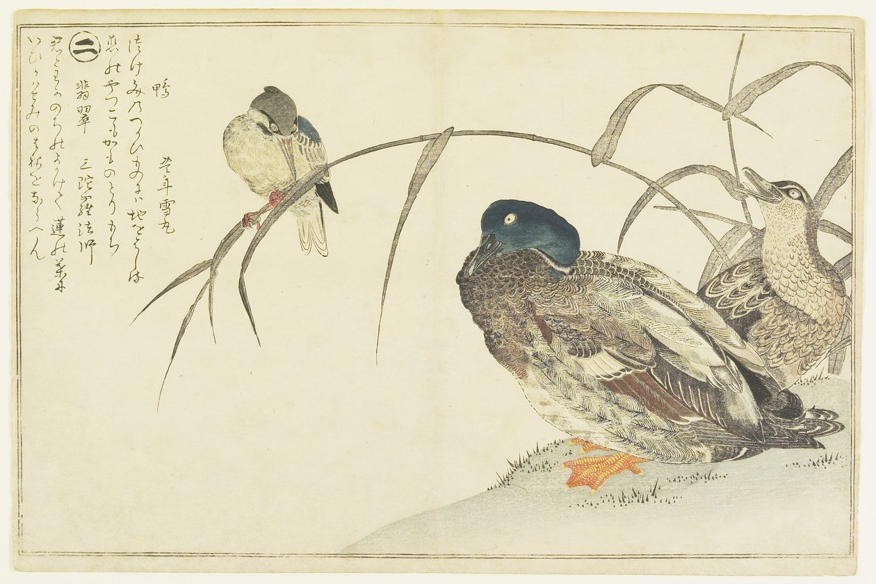 Græsænder og en isfugl, 1790 af Kitagawa Utamaro