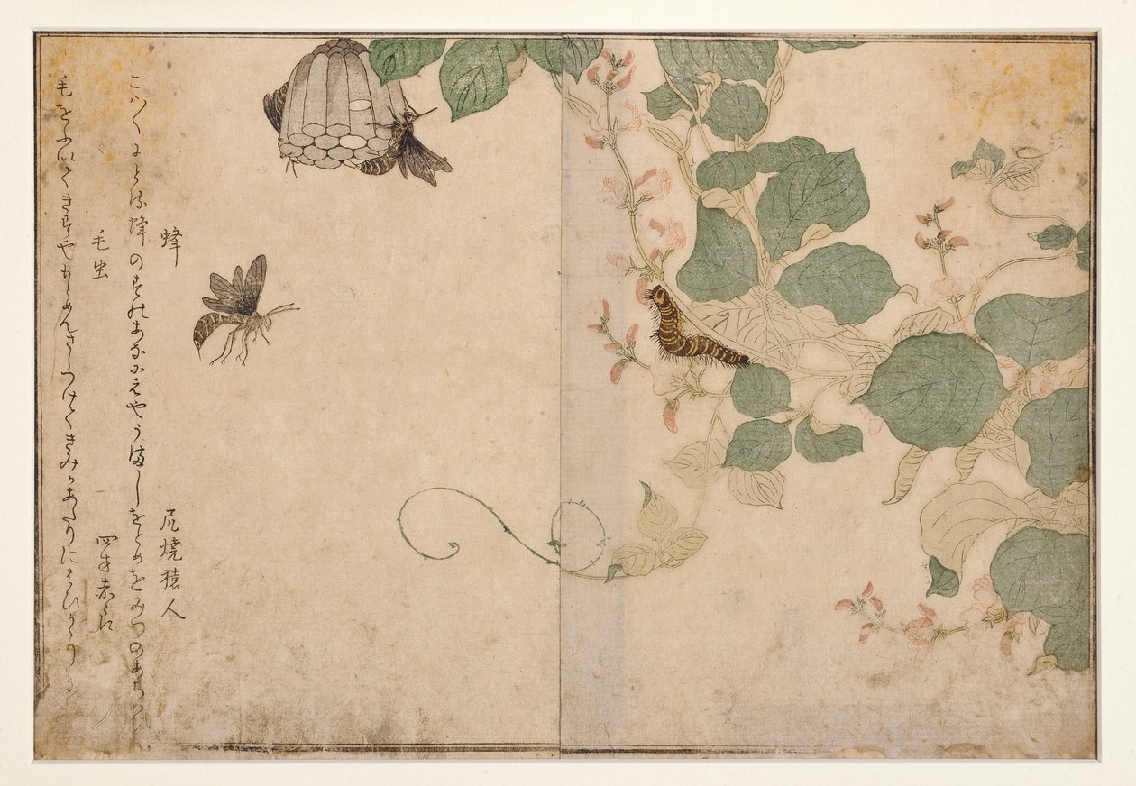 Hvepse og håret larve, 1788 (træsnit) af Kitagawa Utamaro