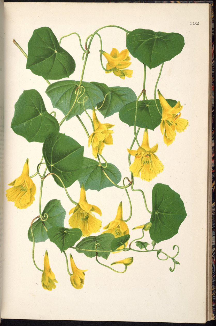 Tropaeolum pendul af Klotzsch